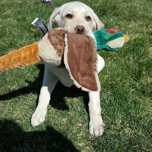 Meet your Posher, Patty